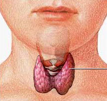 Thyroid Glands - Launch Phase - Cinderella Solution
